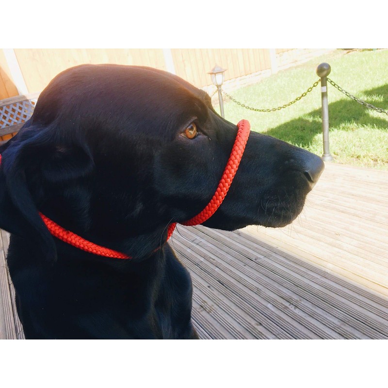 All in One Black No Pull Headcollar Fits All Dogs
