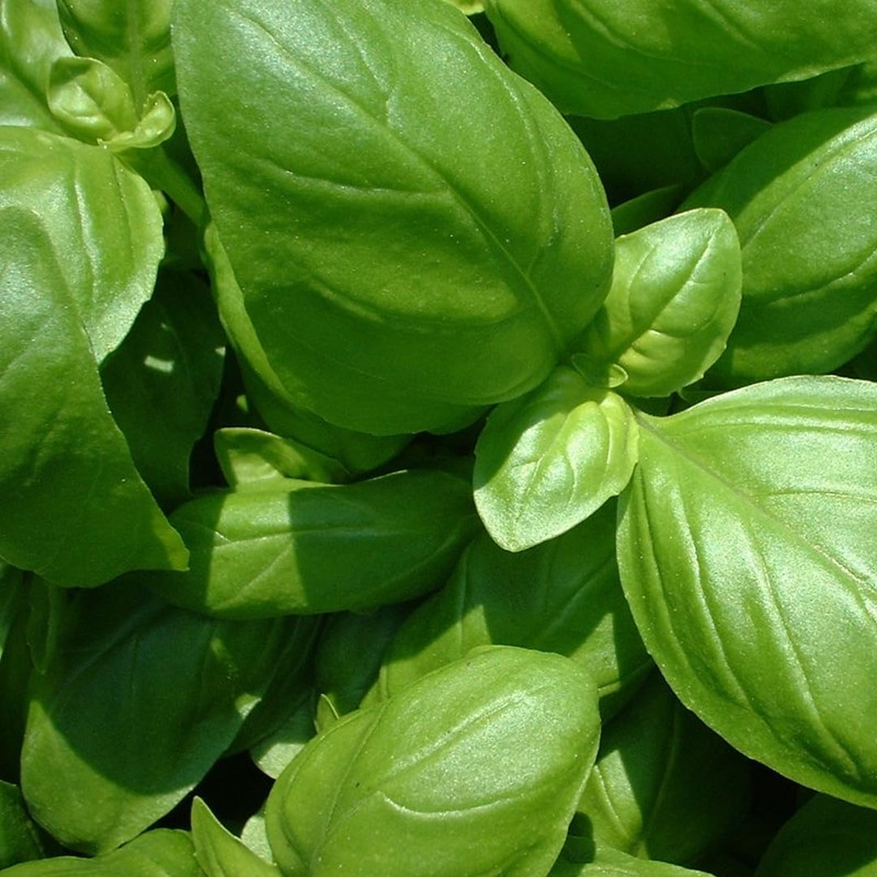GranAroma Ground Basil, 13.2 oz, Peppery Flavor, Sauces & Dressings,