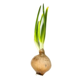 Safrane F1 Onion Seeds, 150+ Seeds Per Packet, (Isla's Garden Seeds), Non GMO & Heirloom Seeds, Botanical Name: Allium cepa, Thoughtful Gardener Gift