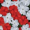 Outsidepride Impatiens Red White Mix - 100 Seeds