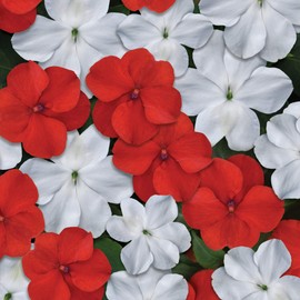 Outsidepride Impatiens Red White Mix - 100 Seeds