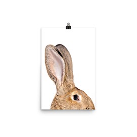 Funny Curious Sandy Flemish Giant Rabbit Peeking Look Out Poster 12x18 Inch Unframed - Farm Owners Gift