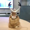 Basuo-9Q Realistic Jackalope Furry Wild Animal Replica Figurine Easter Bunny