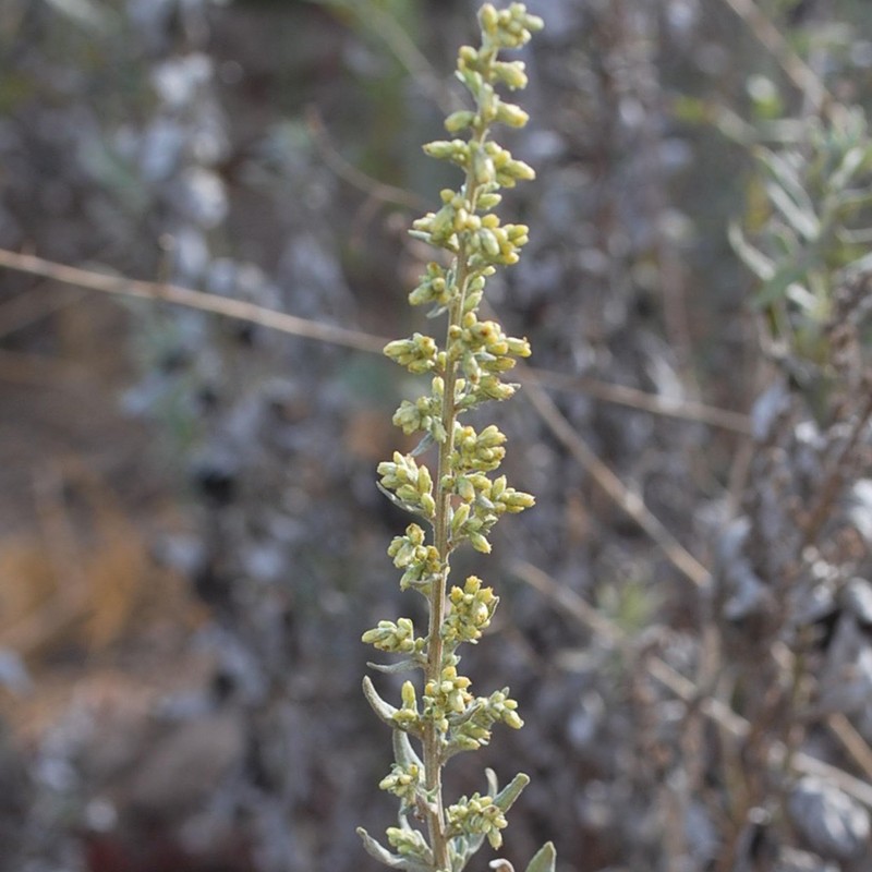 Dried Mugwort Herbal Tea, Estafiate Te, Artemisia Lose Leaves. 2