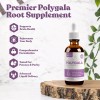 Rejuvica Health Active Polygala - Advanced Polygala Root Extract