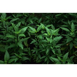 TKE Farms & Gardens - Thai Basil Seeds for Planting, 500+ Non-GMO Heirloom Seeds, Easy-to-Grow Herb, Indoor & Outdoor Gardening, Perfect for Home Chefs and Asian Cuisine, Instructions Included, Qty 1