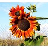 200+ Sunflower Seeds Mix - 15+ Varieties Heirloom, Non-GMO Bulk