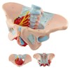 Merinden Life-Size Female Pelvis & Pelvic Floor Muscles Model
