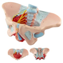Merinden Life-Size Female Pelvis & Pelvic Floor Muscles Model