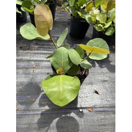 Sea Grapes Live Plant 3 Gallon 1 feet Tall Tropical Plant NO Shipping to California