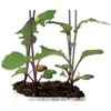 Wisconsin Fast Plants Hairy Purple Stem Seed, Pack of 50