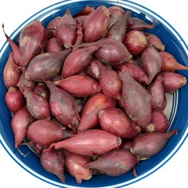 Mixed Red and Yellow Onion Sets 8 oz | Non-GMO Bulbs - Easy to Grow Onion Assortment in The Vegetable Garden or Container