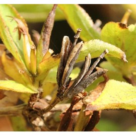 Weigela Florida (Weigela, Old-Fashioned Weigela) Tree Seed, Funnel-Shaped White, Pink to Rose red Flowers, 2-valved Oblong Capsule Brown Fruits, You Choose The Quantity (1 Pack)
