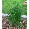 1000 Garden Chives Herb Seeds Allium schoenoprasum - Premium Non-GMO,