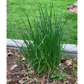 1000 Garden Chives Herb Seeds Allium schoenoprasum - Premium Non-GMO, Open Pollinated, US Grown Seed, Always Fresh!