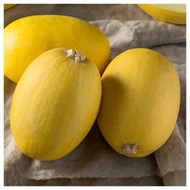 Everwilde Farms - 1 Lb Organic Vegetable Spaghetti Winter Squash Seeds - Gold Vault Packet