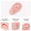 Human Ear Model Ear Acupuncture Anatomical Model Reflexology Acupoint Learning