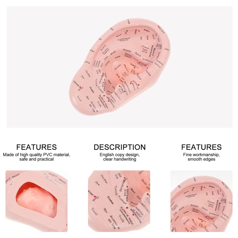Human Ear Model Ear Acupuncture Anatomical Model Reflexology Acupoint Learning