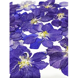 UOKWIWI 24 pcs Purple Larkspur Real Natural Dried Pressed Flowers for Resin Art Craft DIY