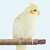 Allazone 6 PCS Bird Perch Stand Natural Wood Standing &