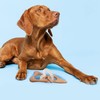 YöL Single Bamboo Pet Dog Chew Toy Strong Durable Dental