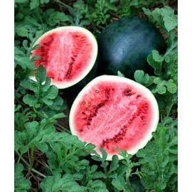 100 Sugar Baby Watermelon Seeds Heirloom - Premium Non-GMO, Open Pollinated, US Grown Seed, Always Fresh!