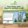 Outsidepride Erianthus Ravennae Plume Grass Seed - 500 Pcs Perennnial