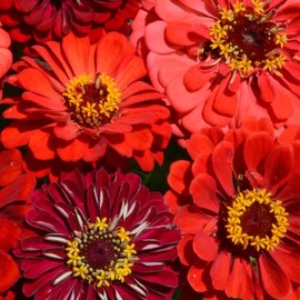 Outsidepride 1000 Seeds Annual Zinnia Elegans Berry Tart Flower Seed Mix for Planting