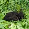Vivid Arts - Sleeping Cat Black - XRL-ZC37-D