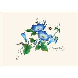 Earth Sky + Water - Morning Glories Notecard Set - 8 Blank Cards with Envelopes