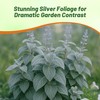 Outsidepride Silver Shield Plectranthus Seeds - 30 Pcs Perennial, Shade-Adapted,