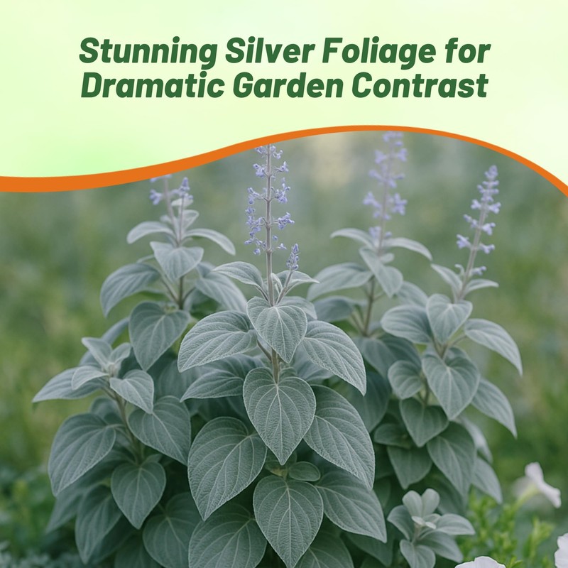 Outsidepride Silver Shield Plectranthus Seeds - 30 Pcs Perennial, Shade-Adapted,