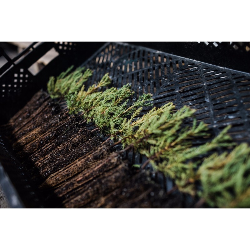 The Jonsteen Company Giant Sequoia | Small Tree Seedling |