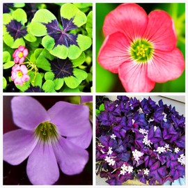 10 Oxalis Triangularis 'Purple Shamrocks'& 10 Iron Cross Oxalis Bulbs Plant Bulbs for Indoor or Outdoor Gardens (15 PCS Purple Shamrocks Bulbs & 15 PCS Iron Cross Oxalis Bulbs)