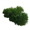 Eurofoto Iceland Moss Preserved – Moss for Crafts and Decoration