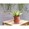 D'vine Dev 4 Inch Design Self Watering Planter for Indoor