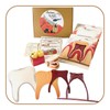 Pacha Echecs® - Anatomy of Montessori Teeth - Learning Material