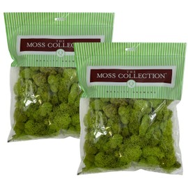 Quality Growers - Preserved Reindeer Moss - Moss for Crafts, Home Decor, Art, Design & DIY Projects - Non-Toxic - USA Made (Chartreuse, Medium, 2-Pack)