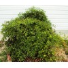 Homemade Chiltepin Bird's Eye Wild Chili Heirloom Pepper 50 Premium