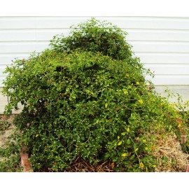 Homemade Chiltepin Bird's Eye Wild Chili Heirloom Pepper 50 Premium Seeds - VERY HOT