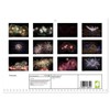 Fireworks (Monthly Wall Calendar 2026 16.5" x 23.4" (open)), CALVENDO