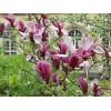 No Brand 2 Ann Magnolia Trees/Shrubs - Live Plants -