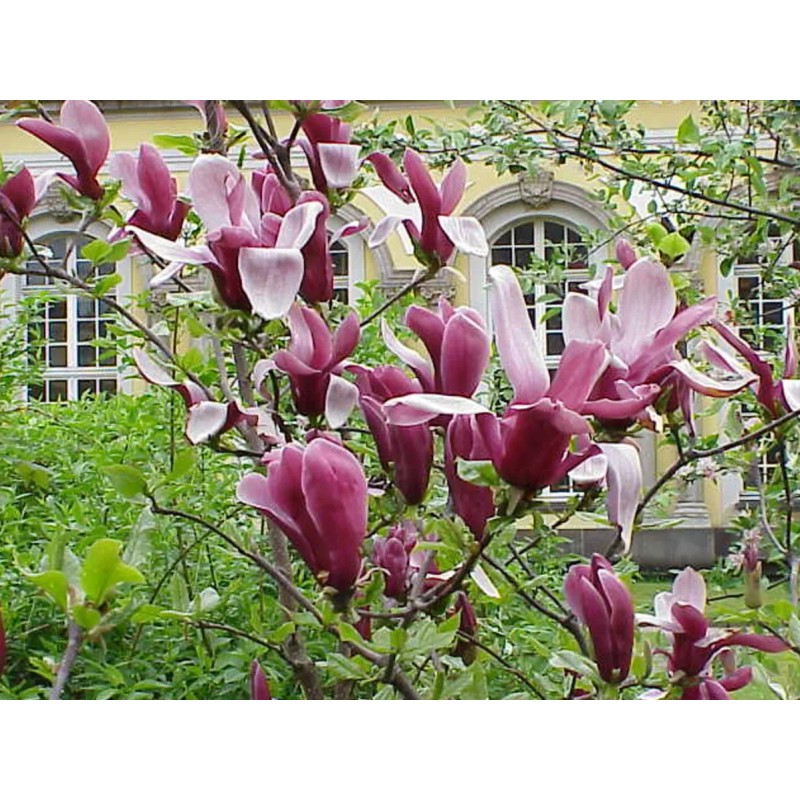 No Brand 2 Ann Magnolia Trees/Shrubs - Live Plants -