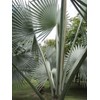 Silver Bismarckia Palm Tree - 5 Seeds - Stunning Tropical
