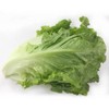 NO-GMO 350 Seeds, Paris Island Romaine Lettuce Seeds, Heirloom Seeds