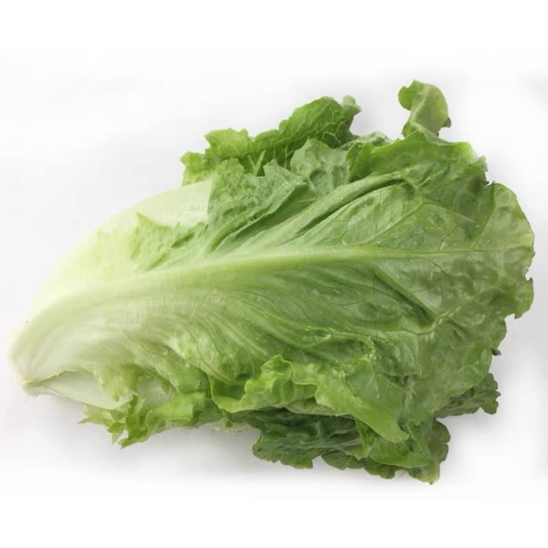 NO-GMO 350 Seeds, Paris Island Romaine Lettuce Seeds, Heirloom Seeds