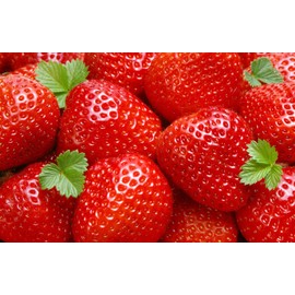 25 Sweet Charlie Strawberry Plants bare root