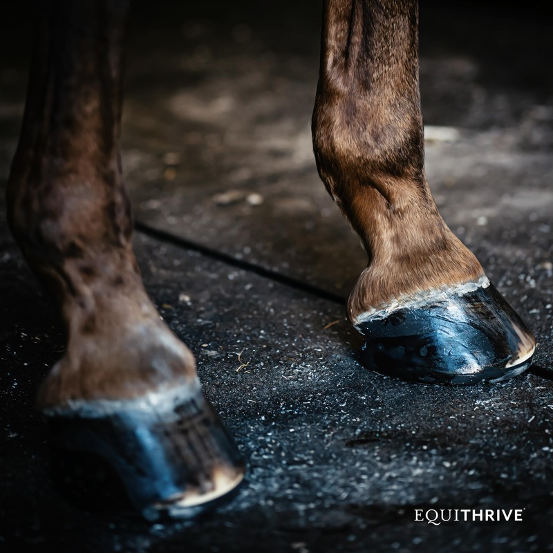 Equithrive Horse Hoof Supplement Pellets with Biotin, Chelated Trace Minerals,