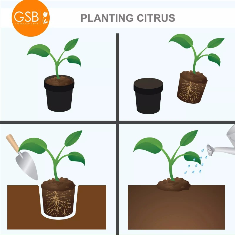 Garden State Bulb Meyer Lemon Tree - Live Citrus Plant