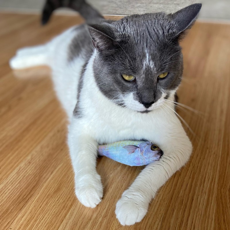 SPOT Fanatic Fish - Plush Cat Toy with Catnip and